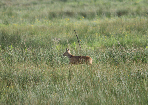 Chinese Water Deer