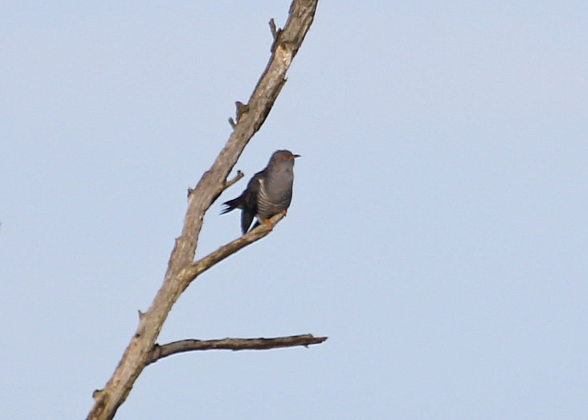 Cuckoo