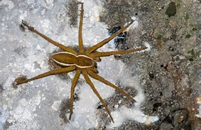 Fen Raft Spider