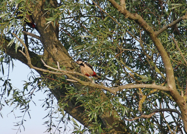 Great Spotted Woodpecker
