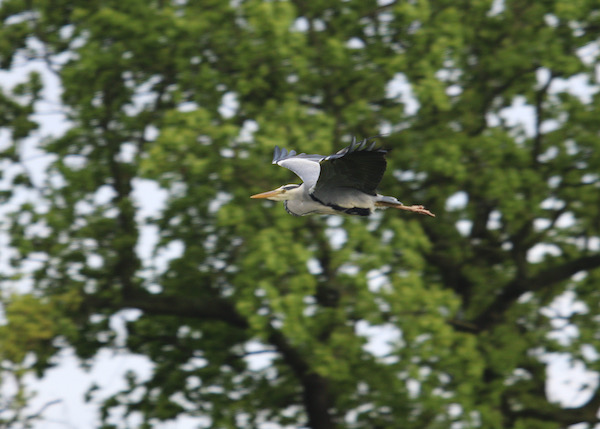 Grey Heron Flypast