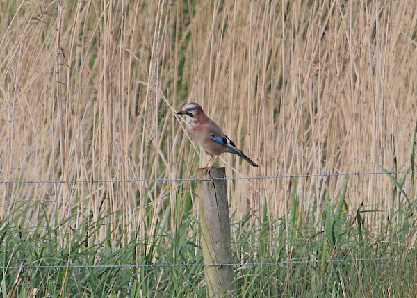 Jay
