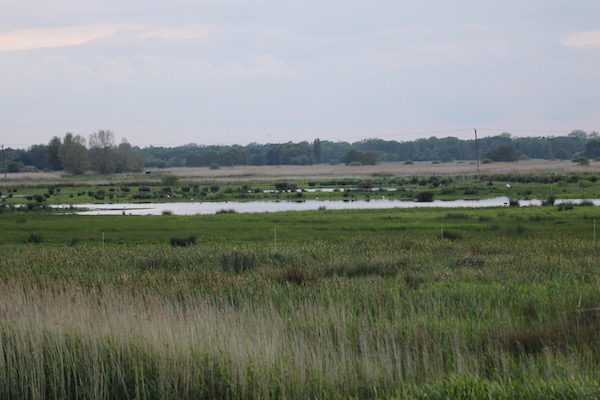 The Scrape Carlton Marshes